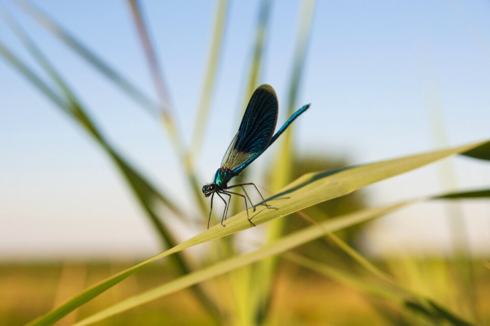 Insect summer river
