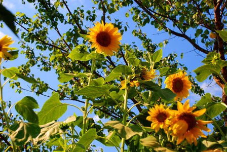 Yellow flowers sunny blue sky
