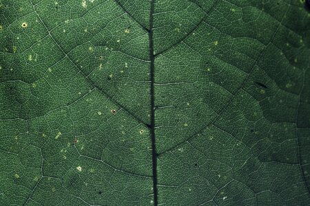 Nature plant macro