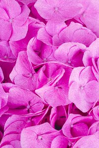 Quantitative number of pink plant