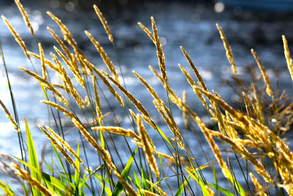 Water back light bokeh