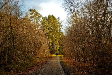 Forest path trees landscape photo
