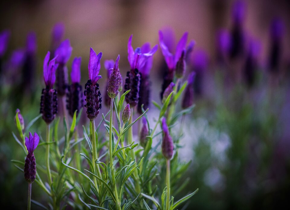 Plant field flowering