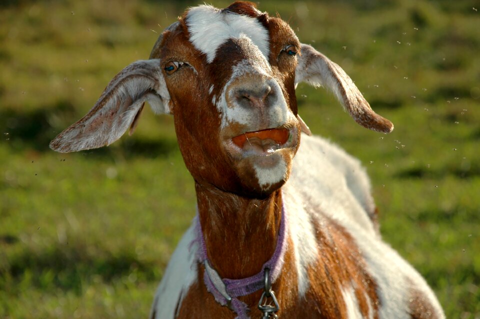 Goat with apple farm pasture