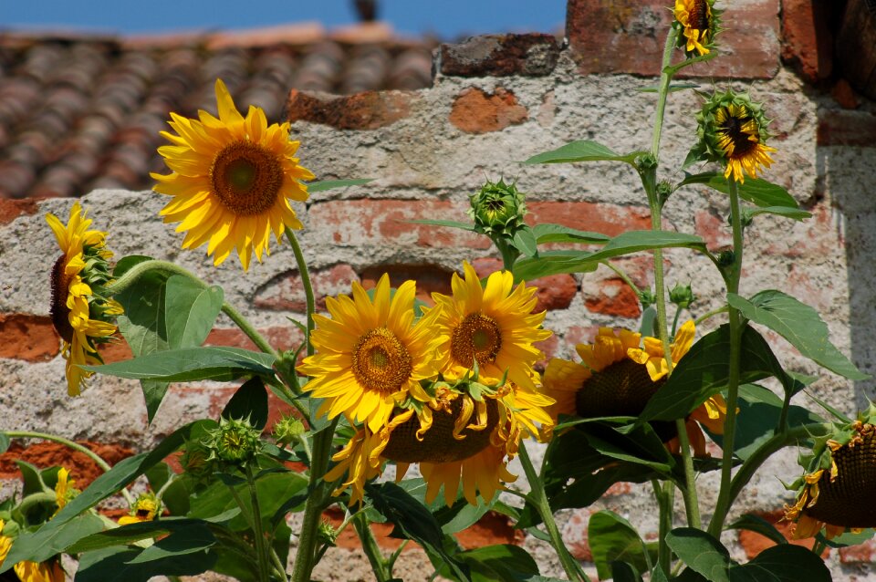 Yellow flowers summer campaign