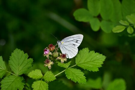 Green insect butterfly
