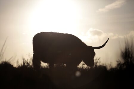 Pasture sky landscape