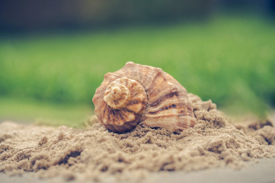 Exoskeleton summer desktop background