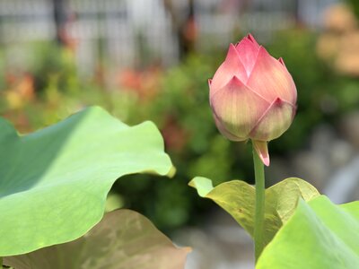 Bud 潔 net green leaves