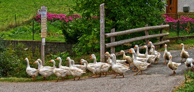 Animals free range country life