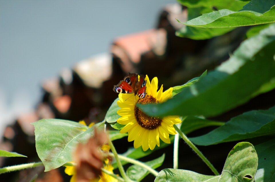 Butterfly flowers insect