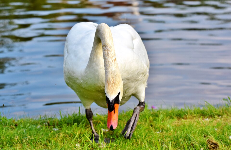 White poultry animal