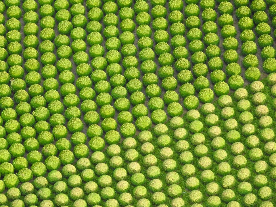 Bush botanical summer