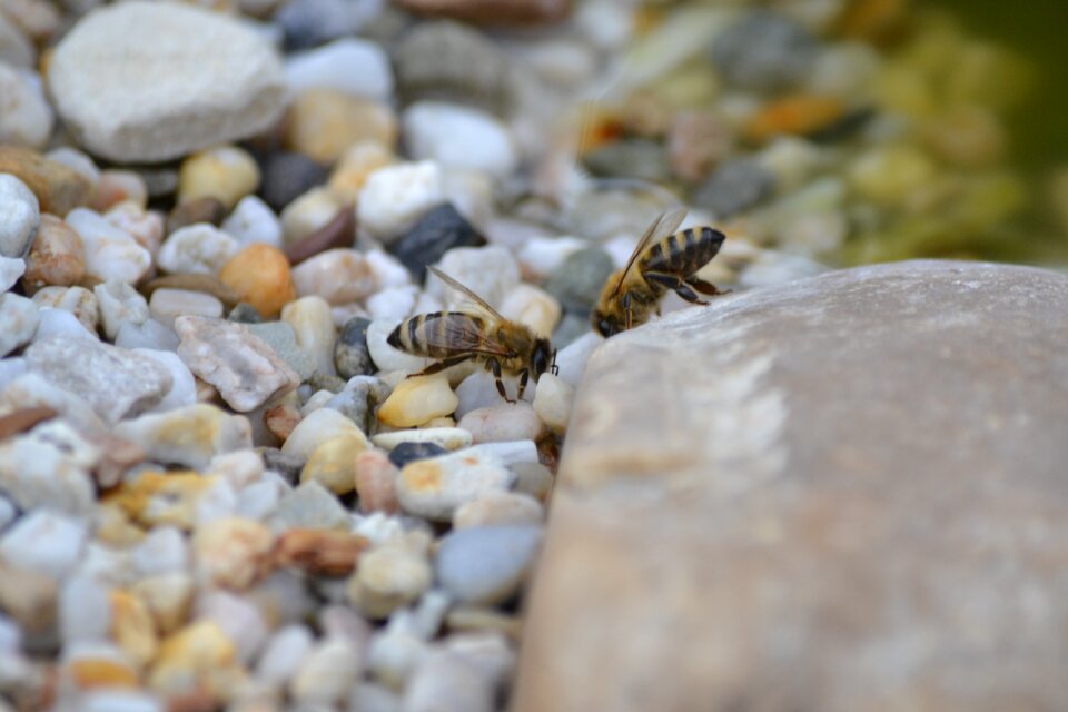 Insect water stones