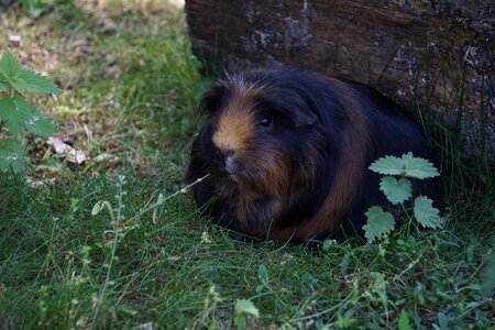 Animal nager mammal