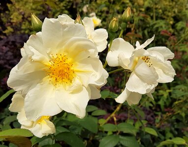 Summer flora rose photo