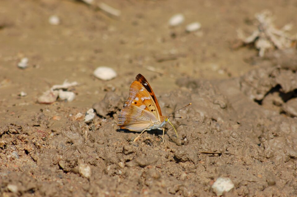 Outdoor insect ala