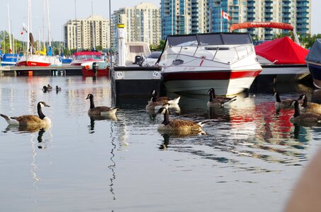 Animal creature boat