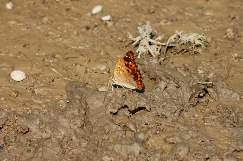 Butterfly mud outdoor