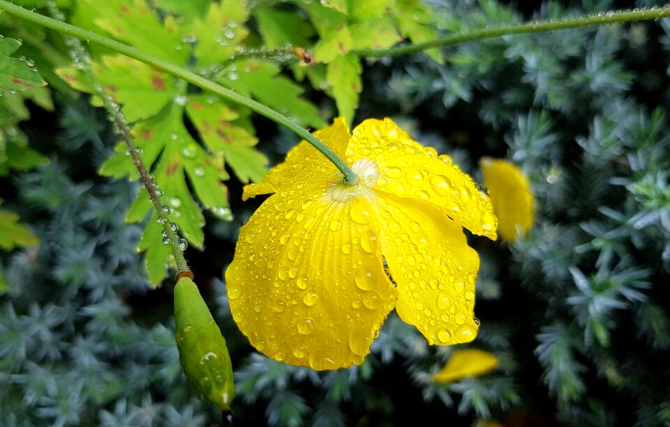 Blossom bloom flower photo