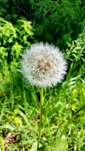 Dandelion nature Free photos