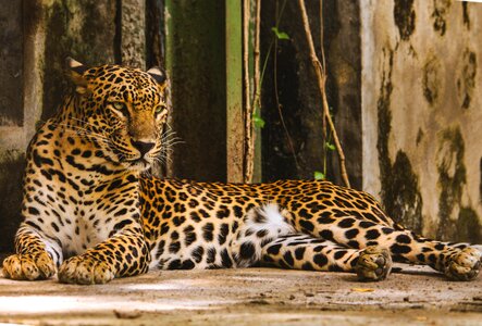 Posture wildlife leopard photo