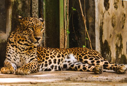 Posture wildlife leopard