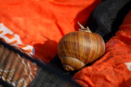 Snail horns antennas