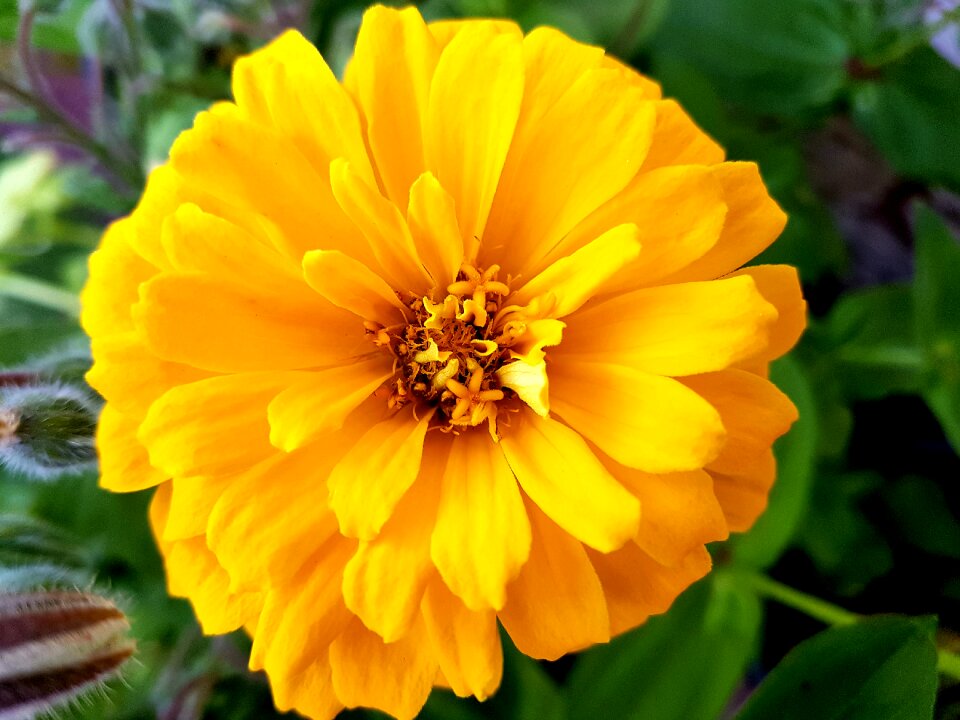 Summer flora zinnia