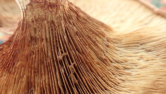 Forest fungus fungi