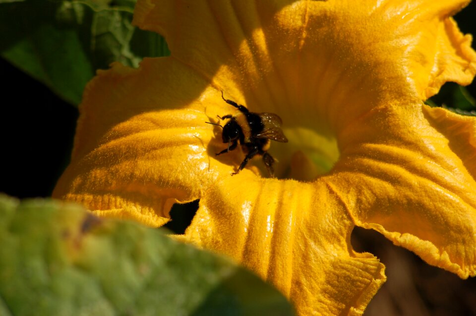 Insect yellow flower pumpkin flower