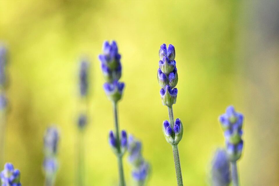 Flower medicinal plant garden