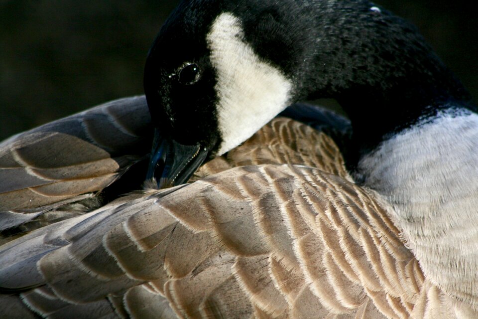 Canada goose plumage bill