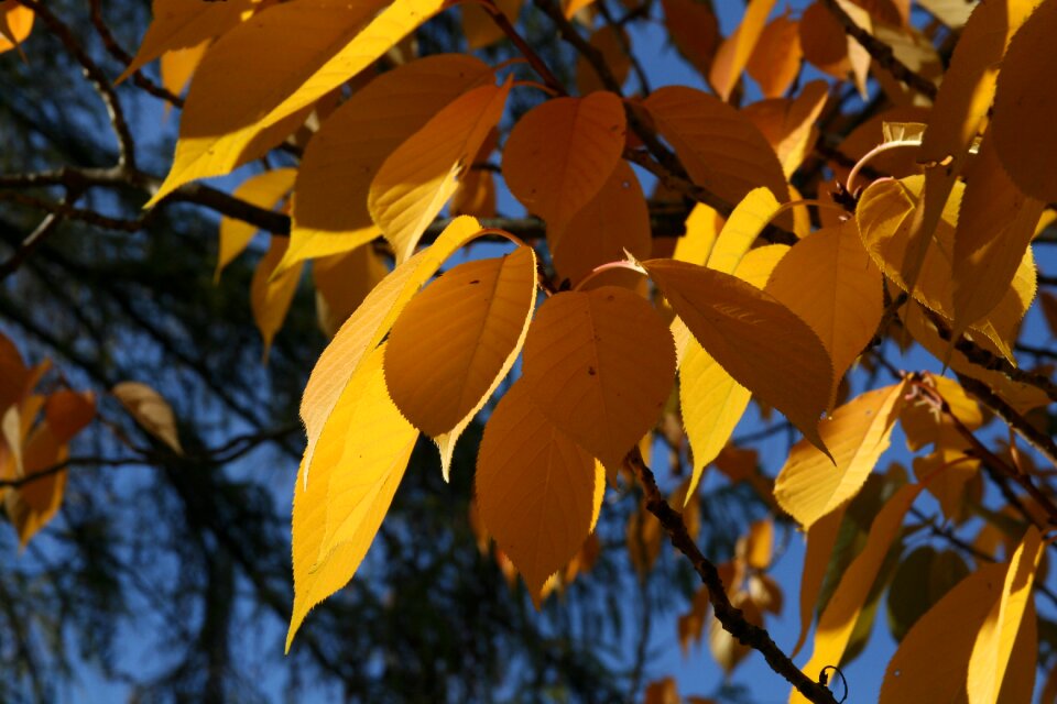 Yellow emerge autumn mood
