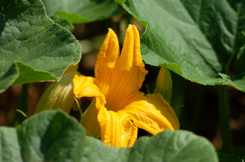 Pumpkins flowers summer