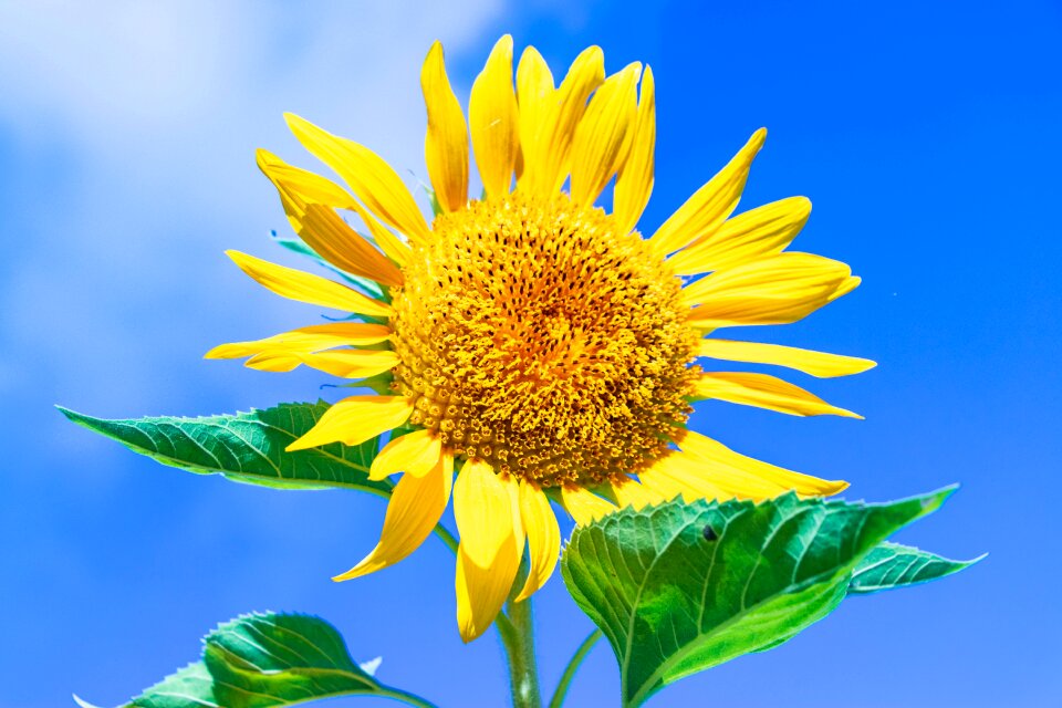Landscape flowers southern countries