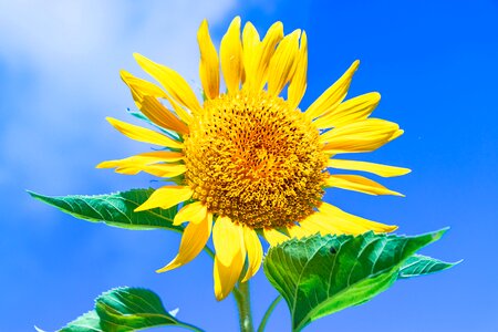 Landscape flowers southern countries