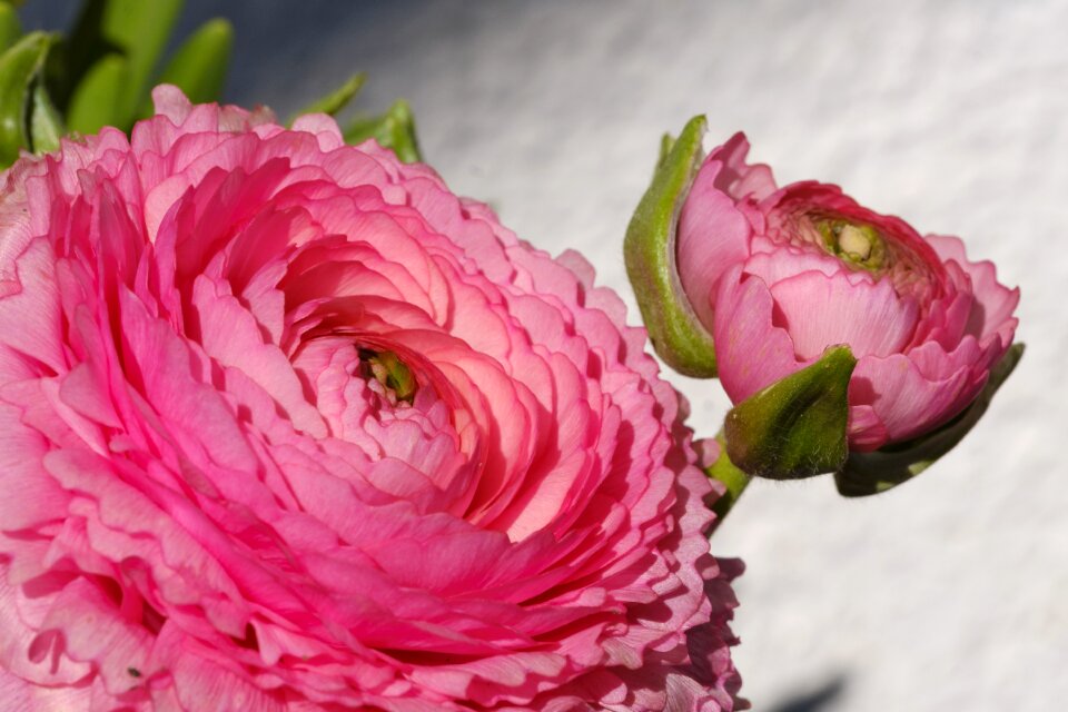 Bloom bloom spring