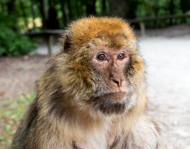 Animal animal world nature
