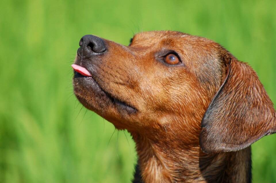 Animal playful puppy