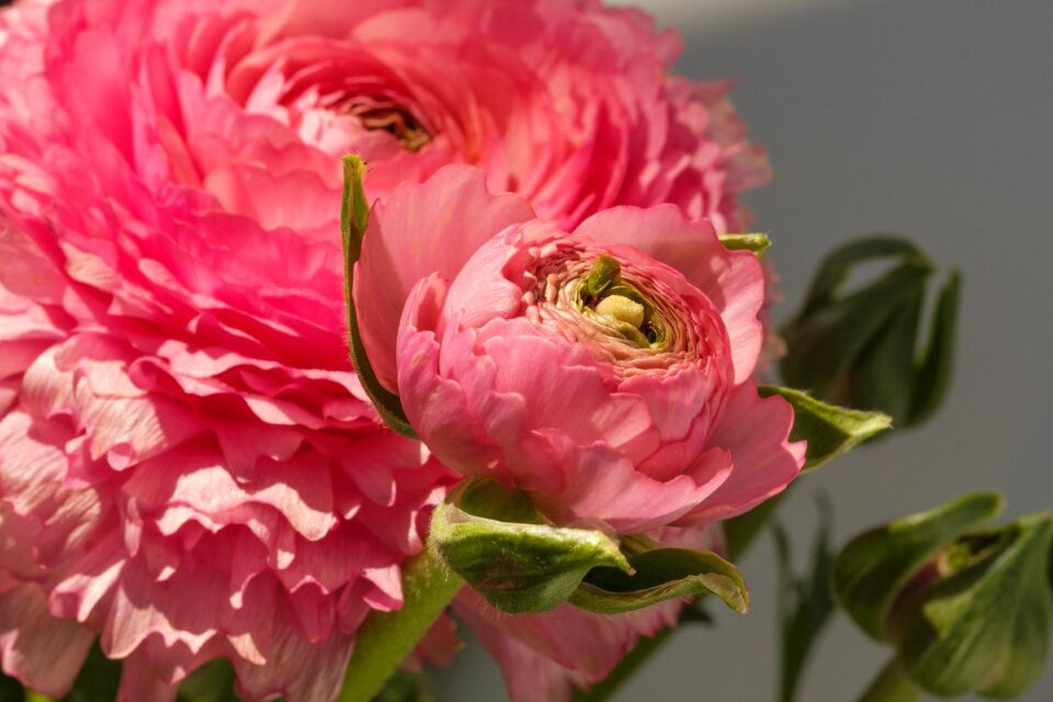 Bloom bloom spring