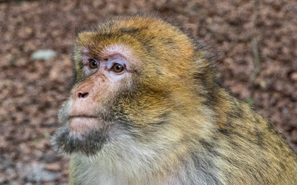 Animal animal world nature