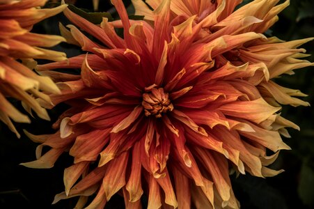 Bloom plant flora
