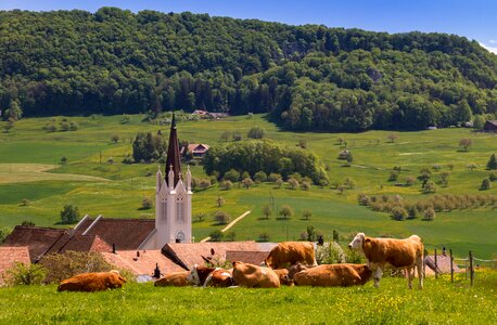 Grass steeple landscape photo