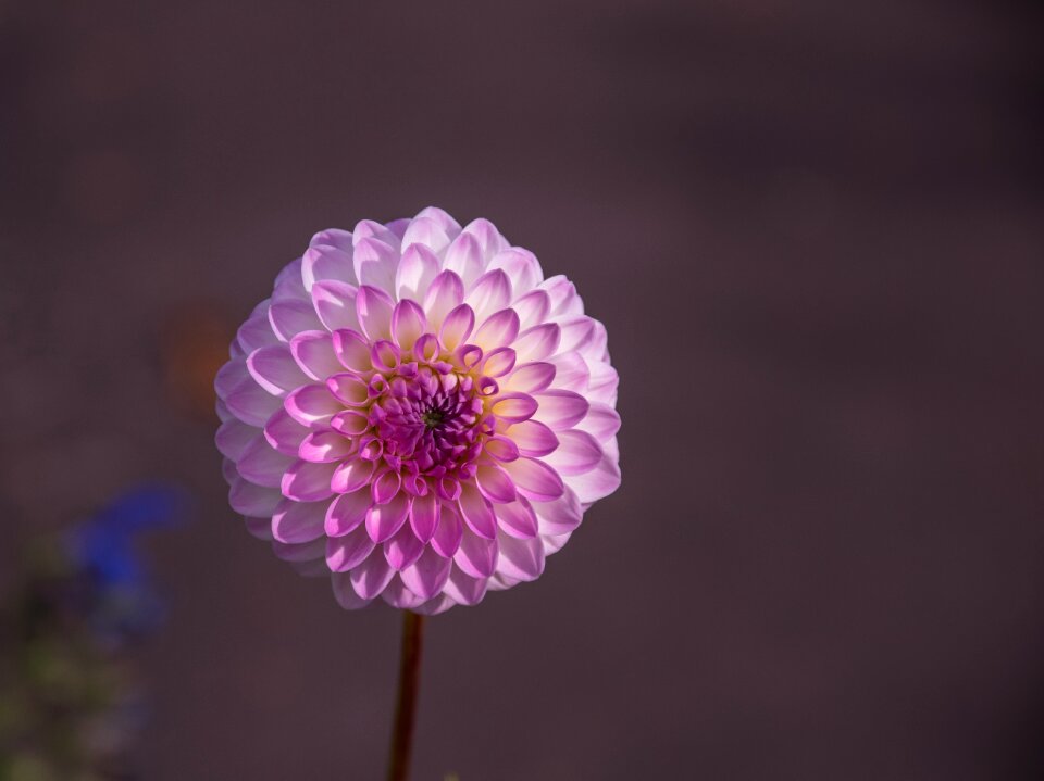 Bloom plant flora