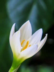 White yellow green