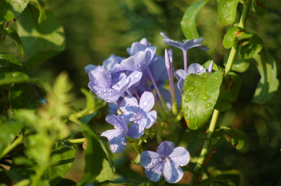 Drops flowers nature