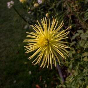 Bloom plant flora