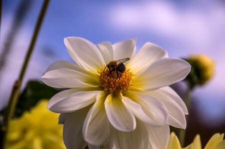 Flower bee plant