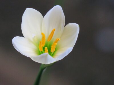 White yellow green
